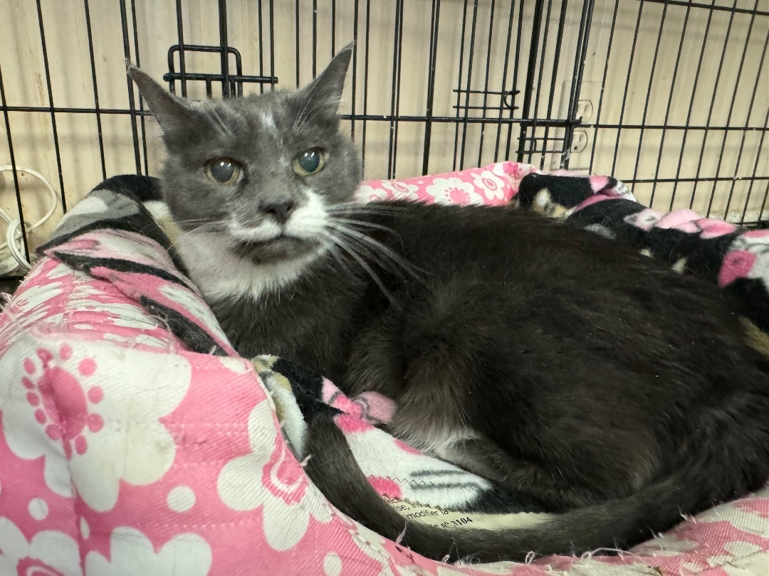 Enlarge Baby, a Adopted Tuxedo in St. George, UT image 1/2