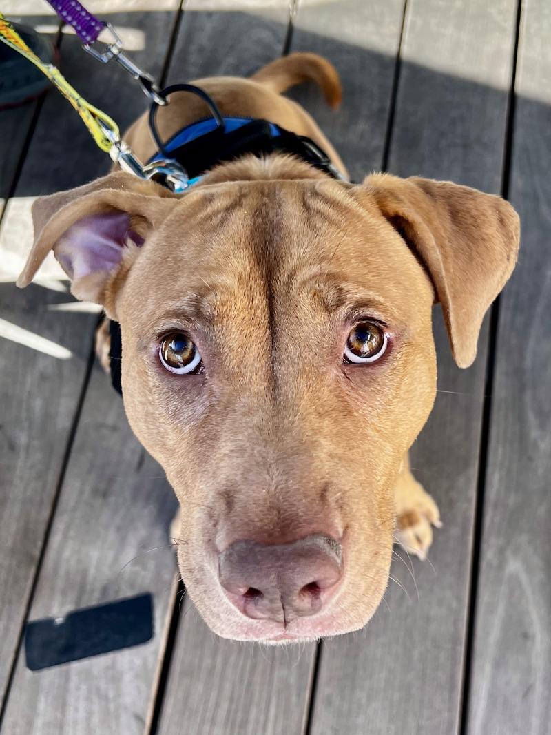 Snuffleupagus, Adoptable, Young Female Pit Bull Terrier & Mixed Breed.