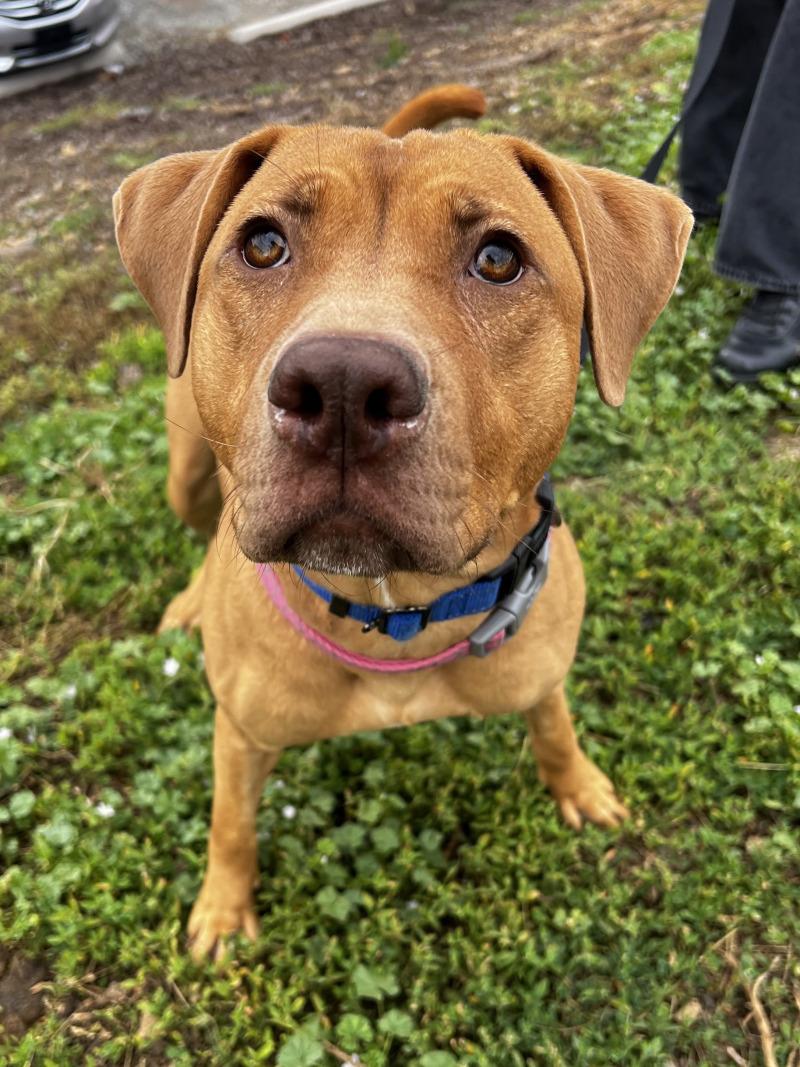 Enlarge Snuffleupagus, a Adoptable mixed breed in Roanoke, VA image 1/6