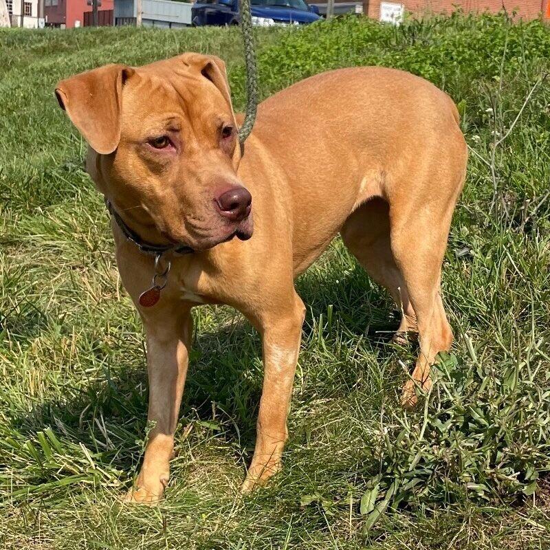 Enlarge Snuffleupagus, a Adoptable mixed breed in Roanoke, VA image 2/6