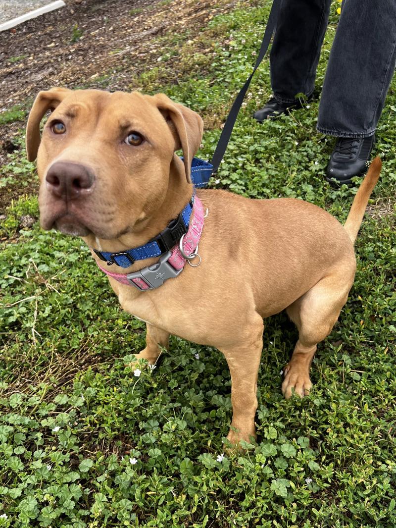 Enlarge Snuffleupagus, a Adoptable mixed breed in Roanoke, VA image 4/6