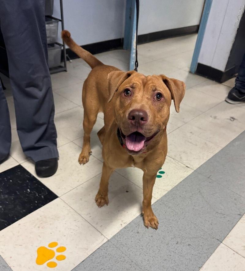 Enlarge Snuffleupagus, a Adoptable mixed breed in Roanoke, VA image 5/6