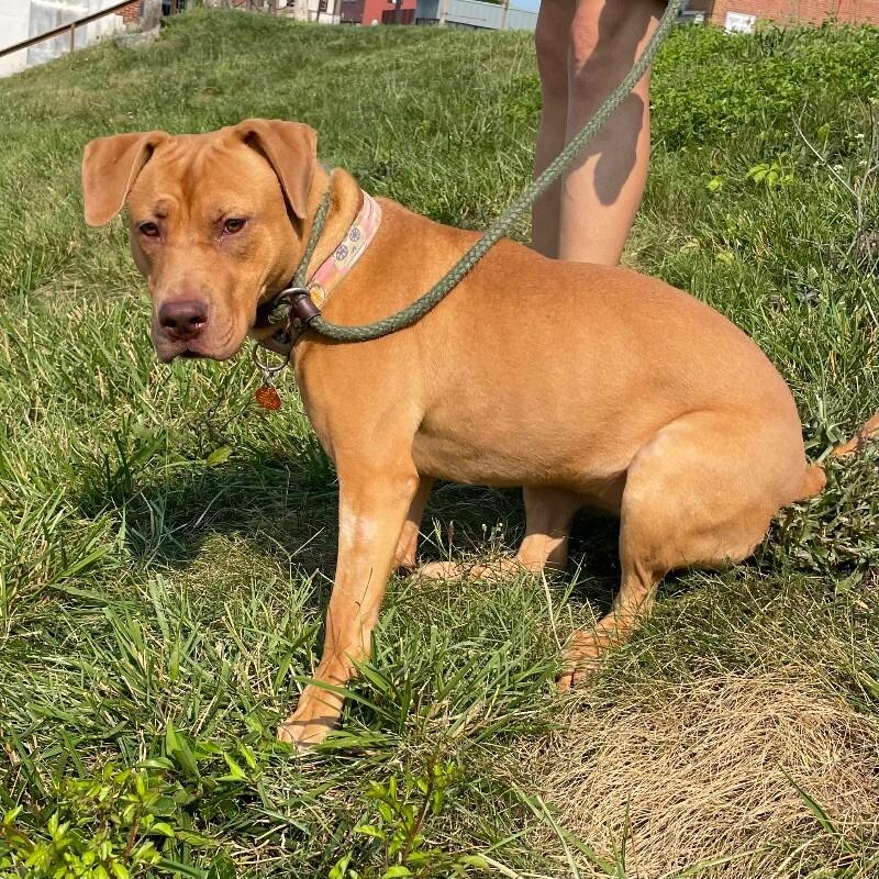 Enlarge Snuffleupagus, a Adoptable mixed breed in Roanoke, VA image 6/6