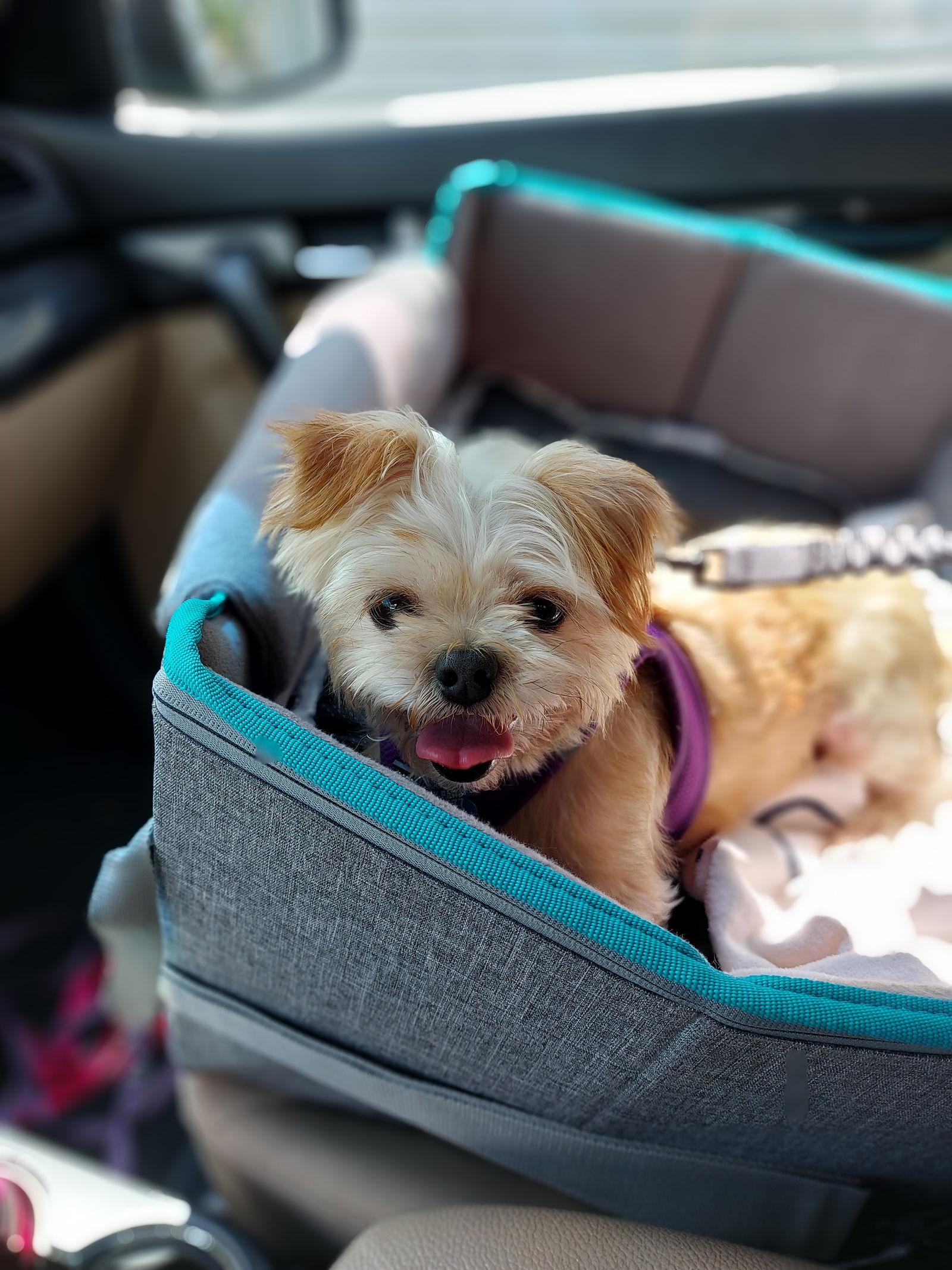 Enlarge Dorothy Fairfield, a Adopted Yorkshire Terrier in Pataskala, OH image 1/3