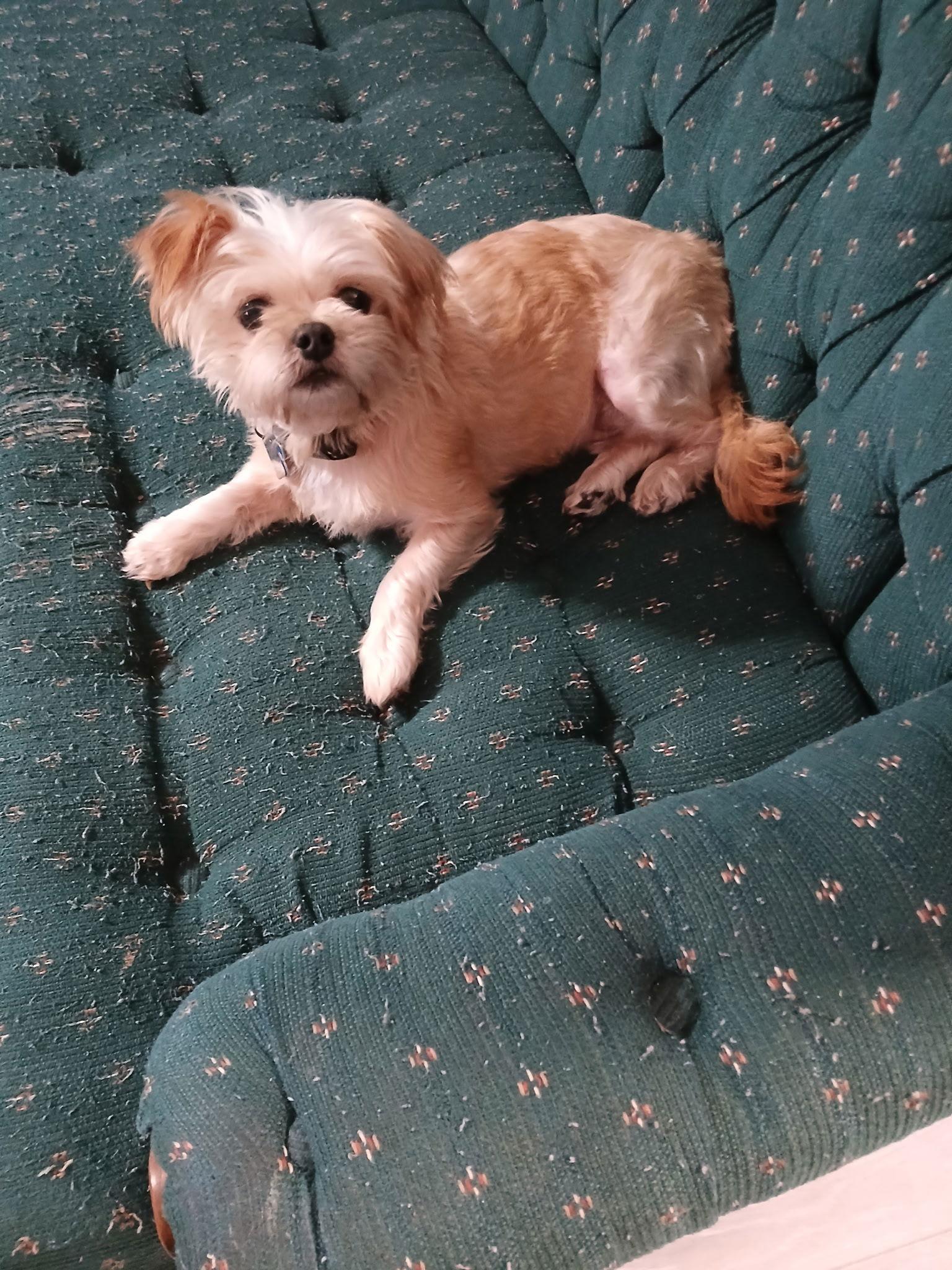 Enlarge Dorothy Fairfield, a Adopted Yorkshire Terrier in Pataskala, OH image 2/3