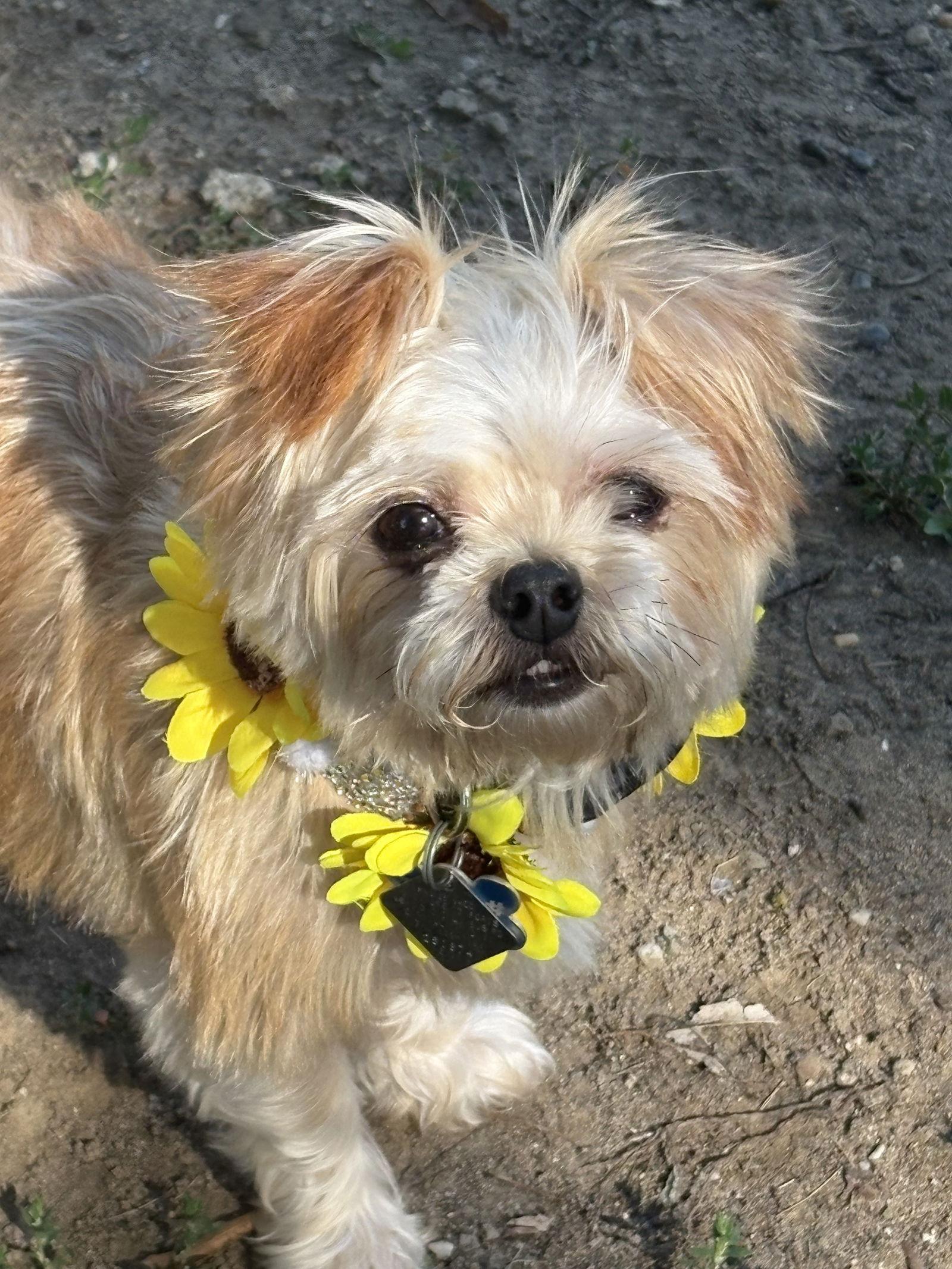Enlarge Dorothy Fairfield, a Adopted Yorkshire Terrier in Pataskala, OH image 3/3