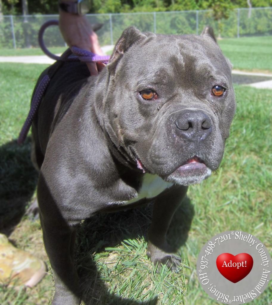 Spike Yrly 394, a Adopted American Bulldog in Sidney, OH image 1/4