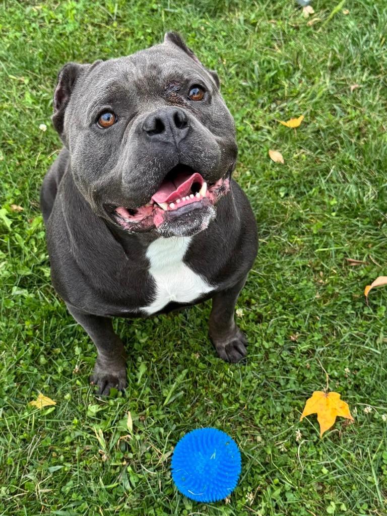 Spike Yrly 394, a Adopted American Bulldog in Sidney, OH image 2/4