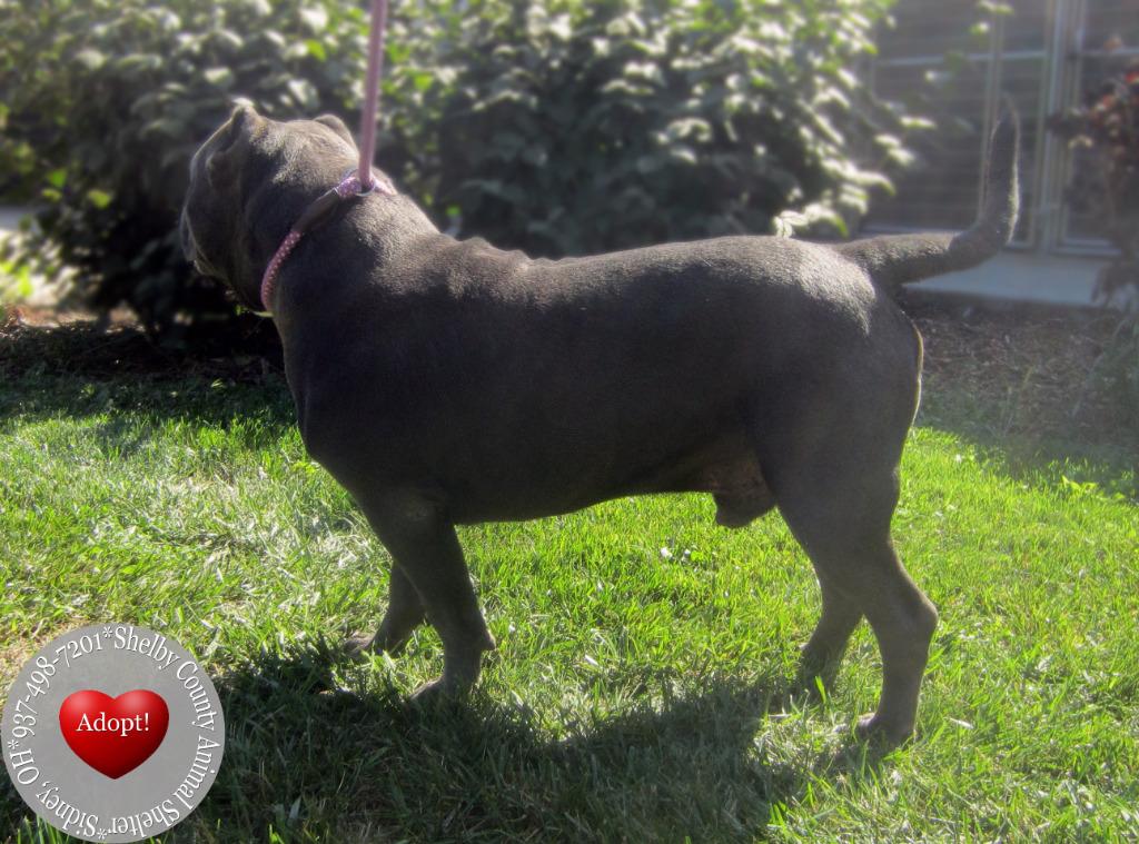 Spike Yrly 394, a Adopted American Bulldog in Sidney, OH image 3/4