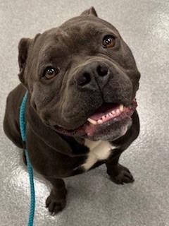 Spike Yrly 394, a Adopted American Bulldog in Sidney, OH image 4/4