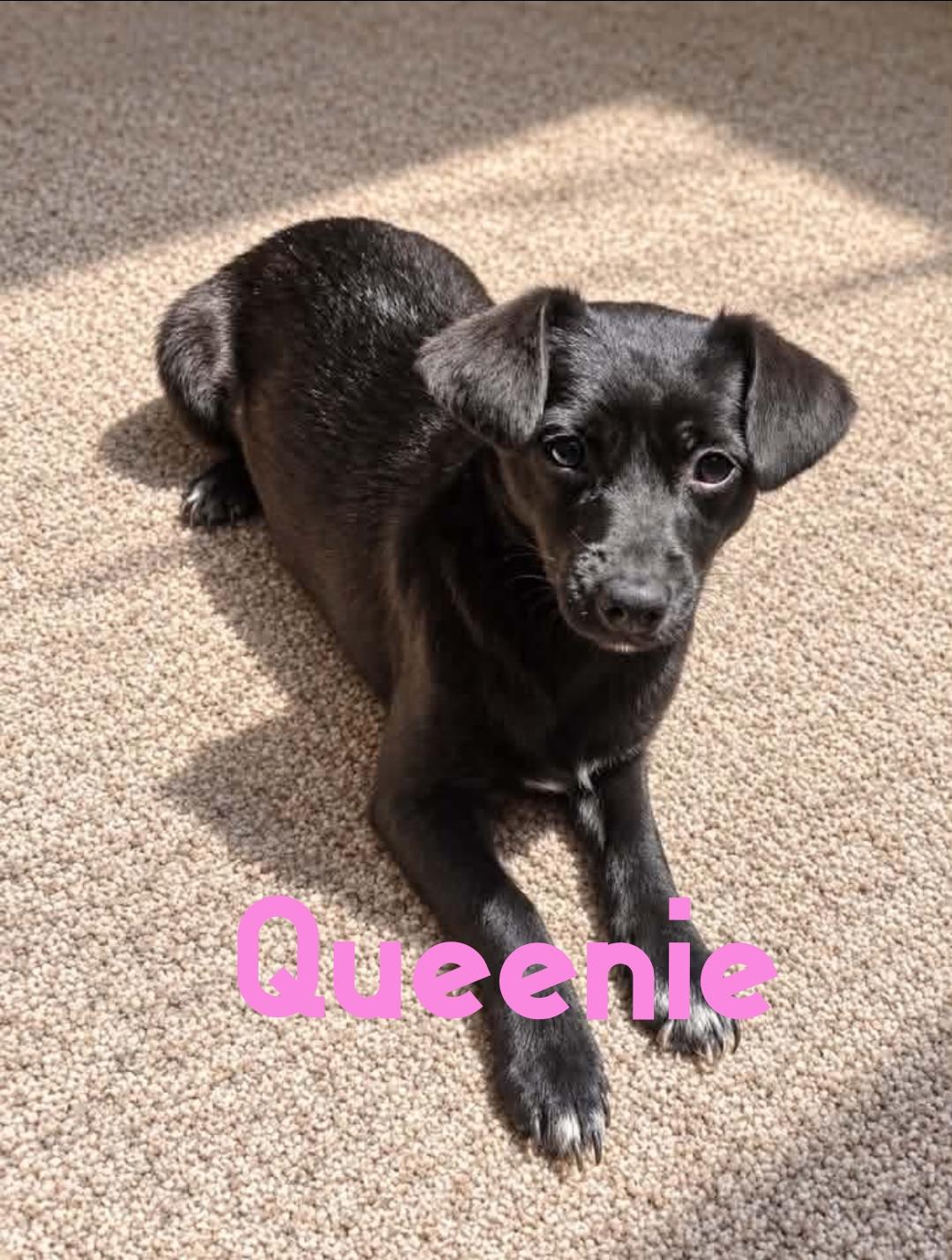 Queenie, Adoptable, Young Female Chihuahua.