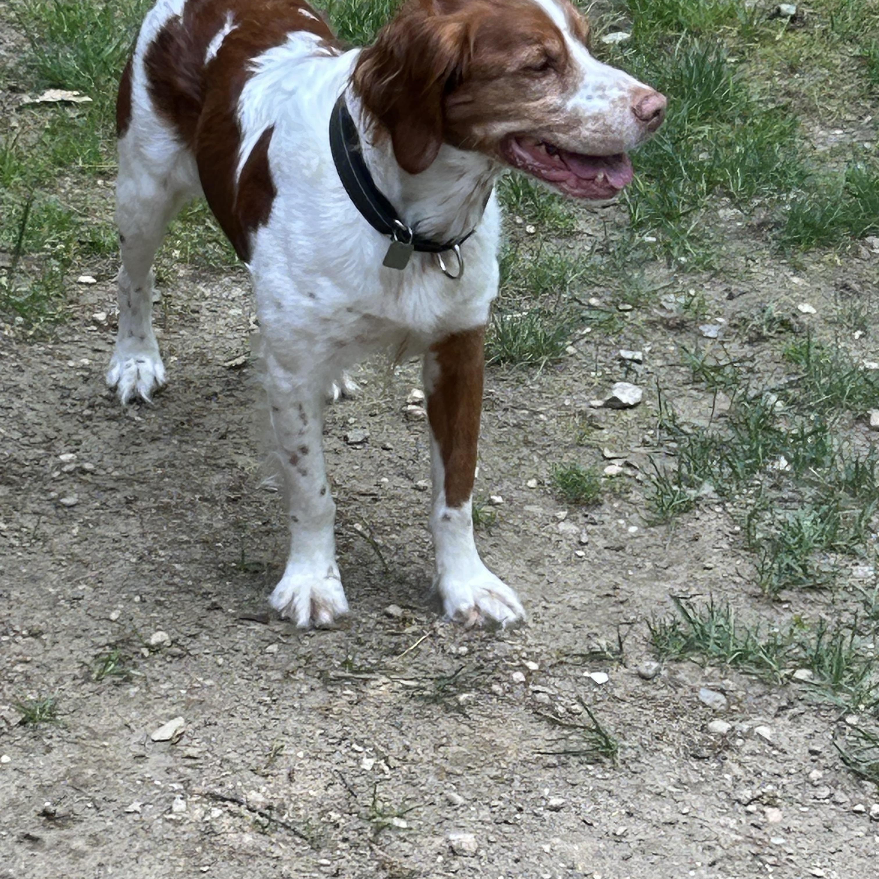 Bodhi, a ADOPTABLE Brittany Spaniel in Marion, MA image 3/3