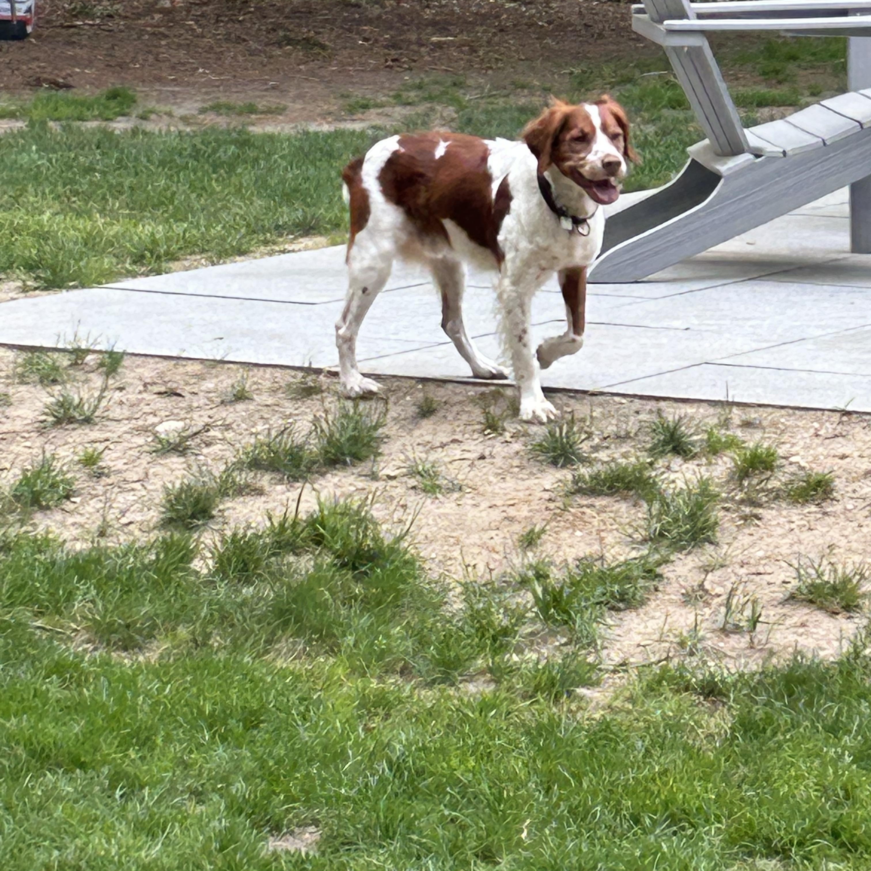 Bodhi, a ADOPTABLE Brittany Spaniel in Marion, MA image 2/3