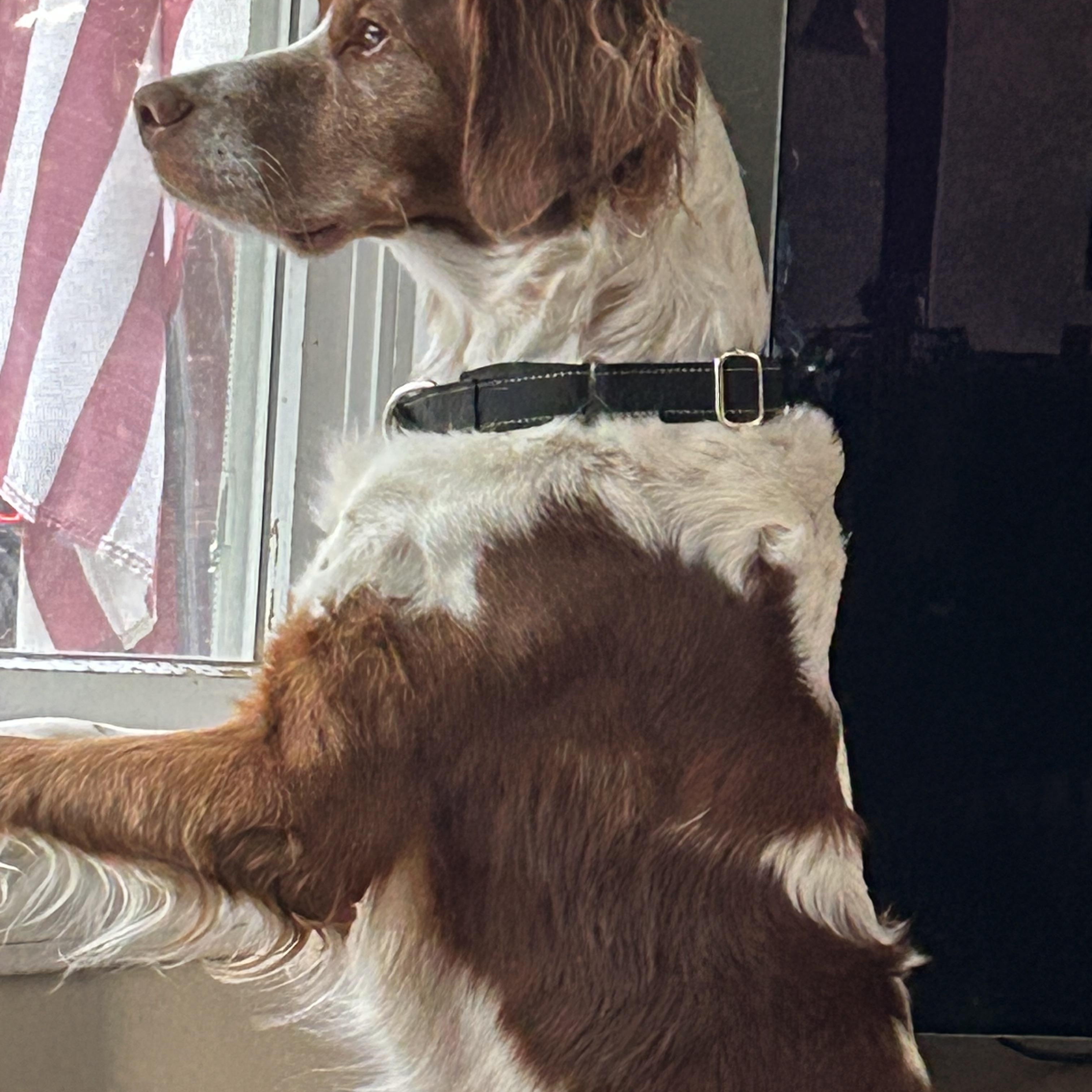 Bodhi, a ADOPTABLE Brittany Spaniel in Marion, MA image 1/3