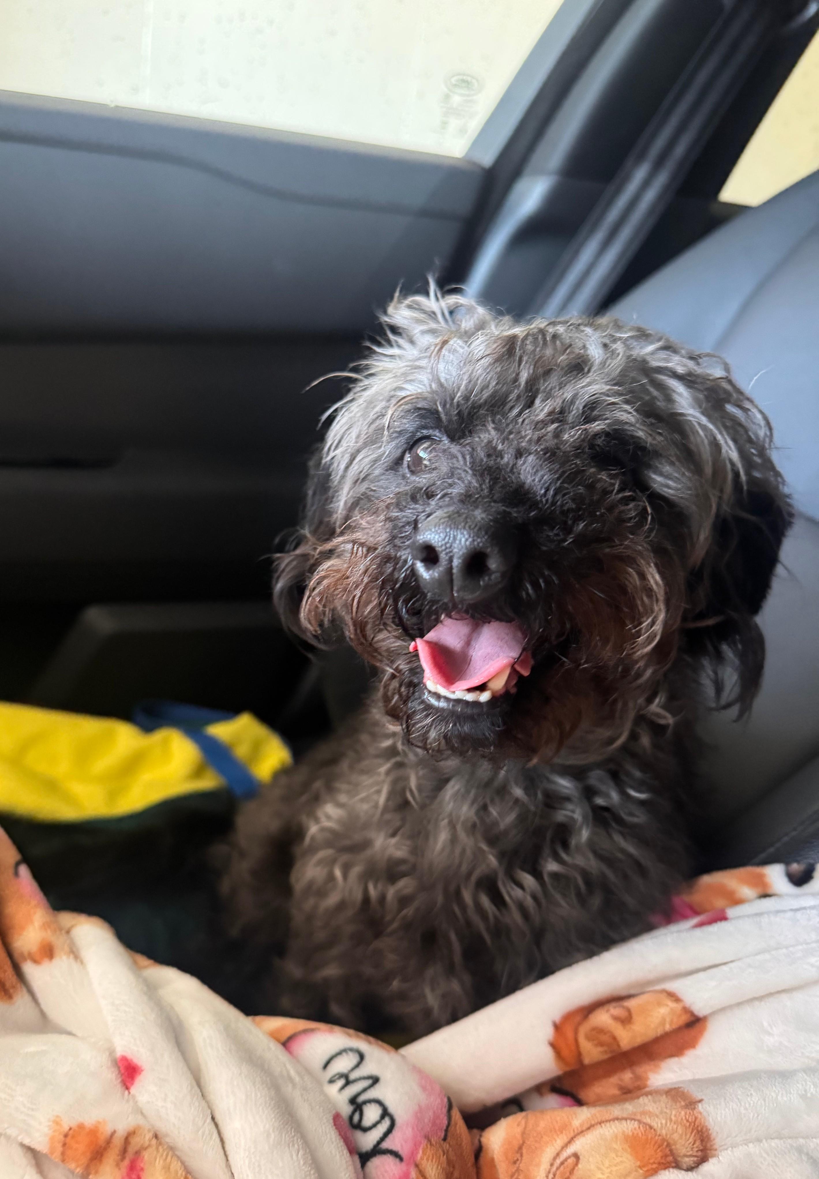 Enlarge Loki, a Adoptable mixed breed in Waldorf, MD image 3/4