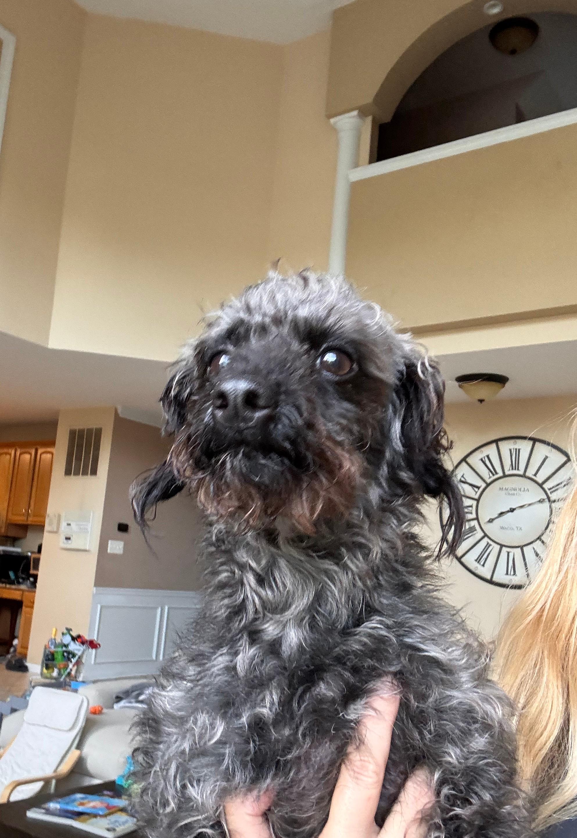 Enlarge Loki, a Adoptable mixed breed in Waldorf, MD image 2/4