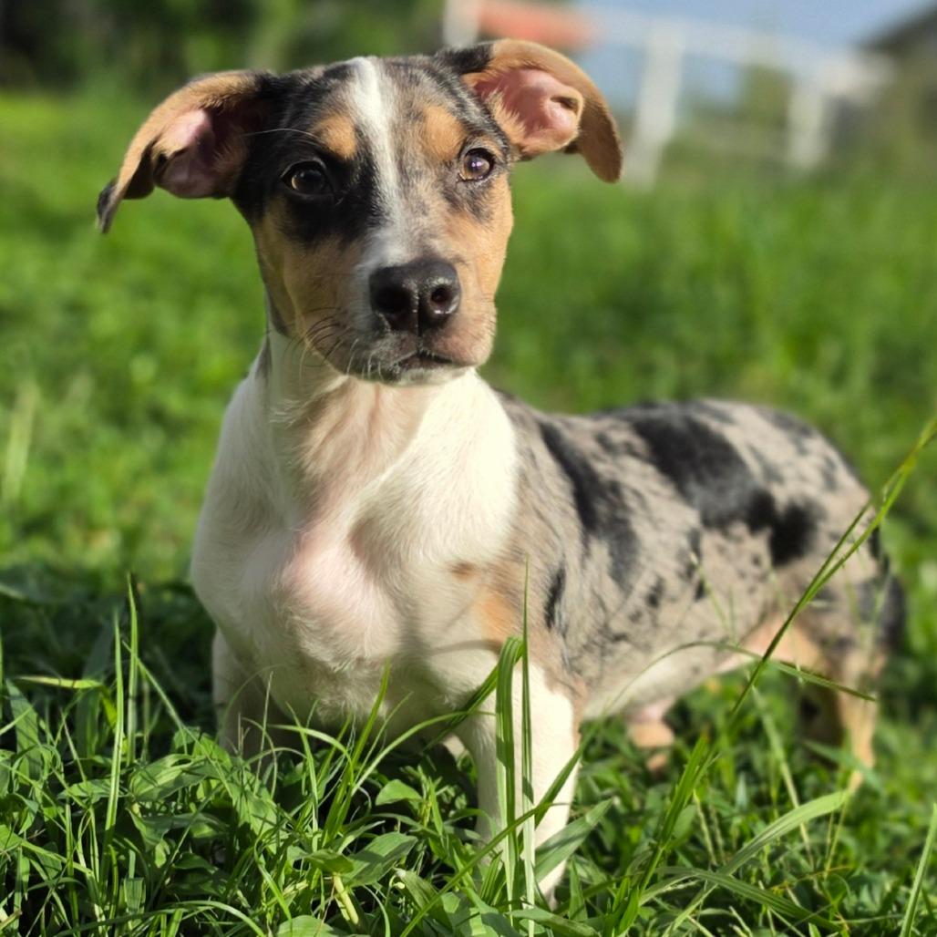 Sweet Pea, ADOPTABLE, Puppy • Male, Rat Terrier & Dachshund.