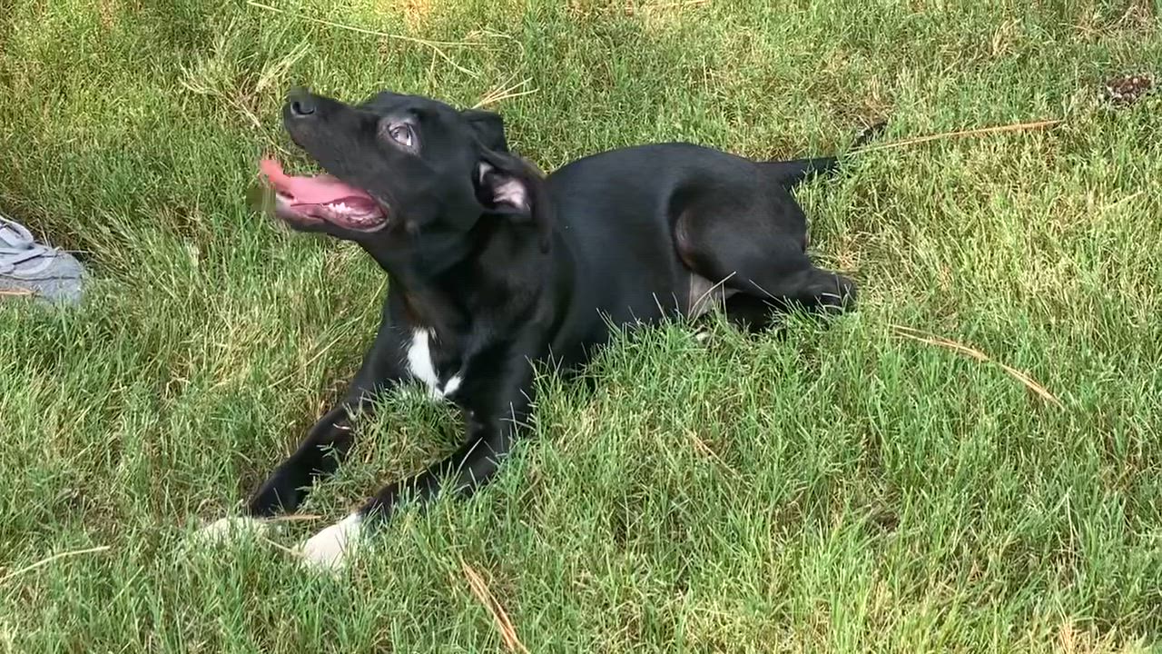 Enlarge Aspen *FOSTERED BY PROFESSIONAL TRAINER*, an adoptable mixed breed in East Hartford, CT video 2/2