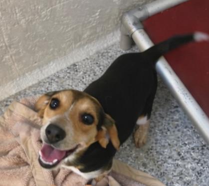 Enlarge Chickpea, an adopted Beagle in Orange, VA image 1/1