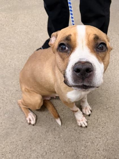 Enlarge Arabella, an adopted mixed breed in Cleveland, OH image 1/1