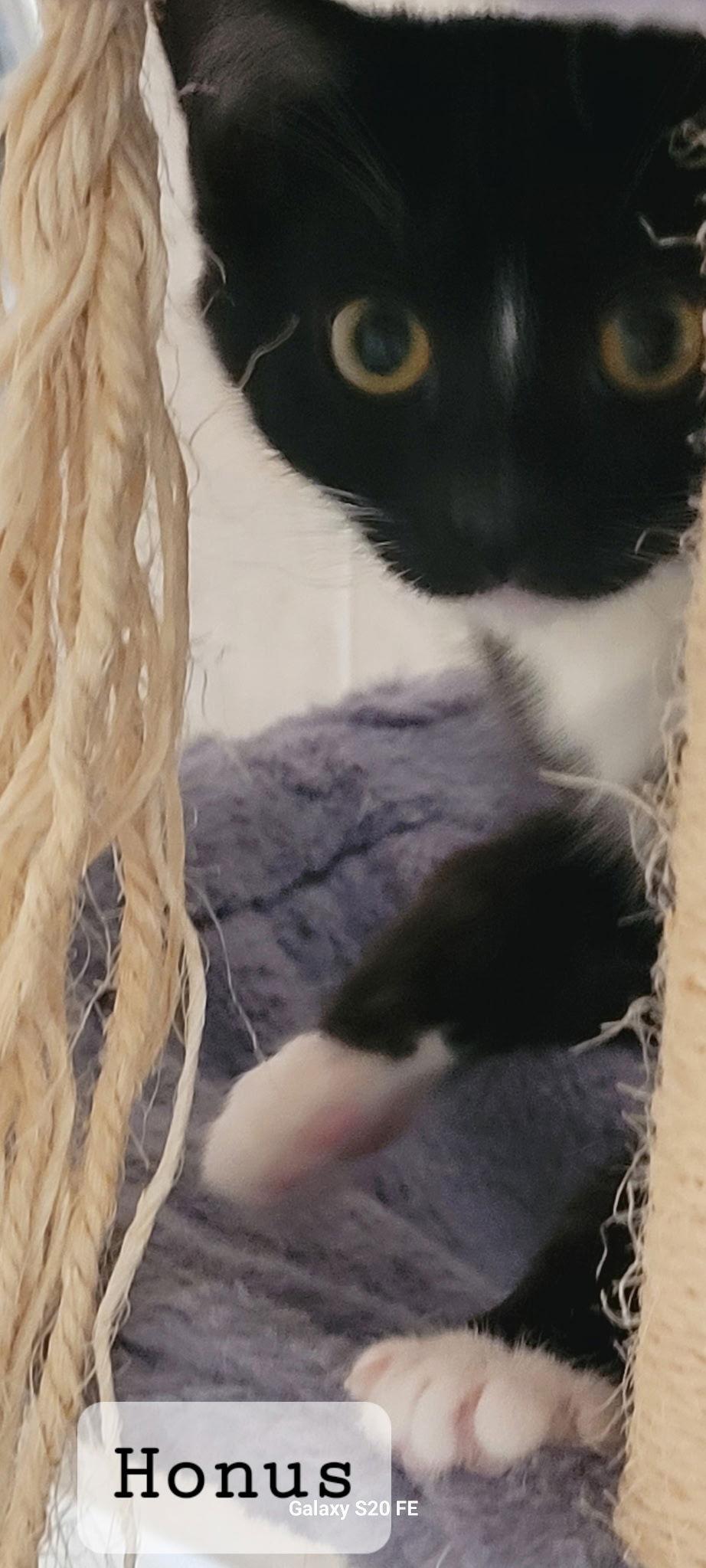 Honus, Adopted, Kitten Male Domestic Short Hair.