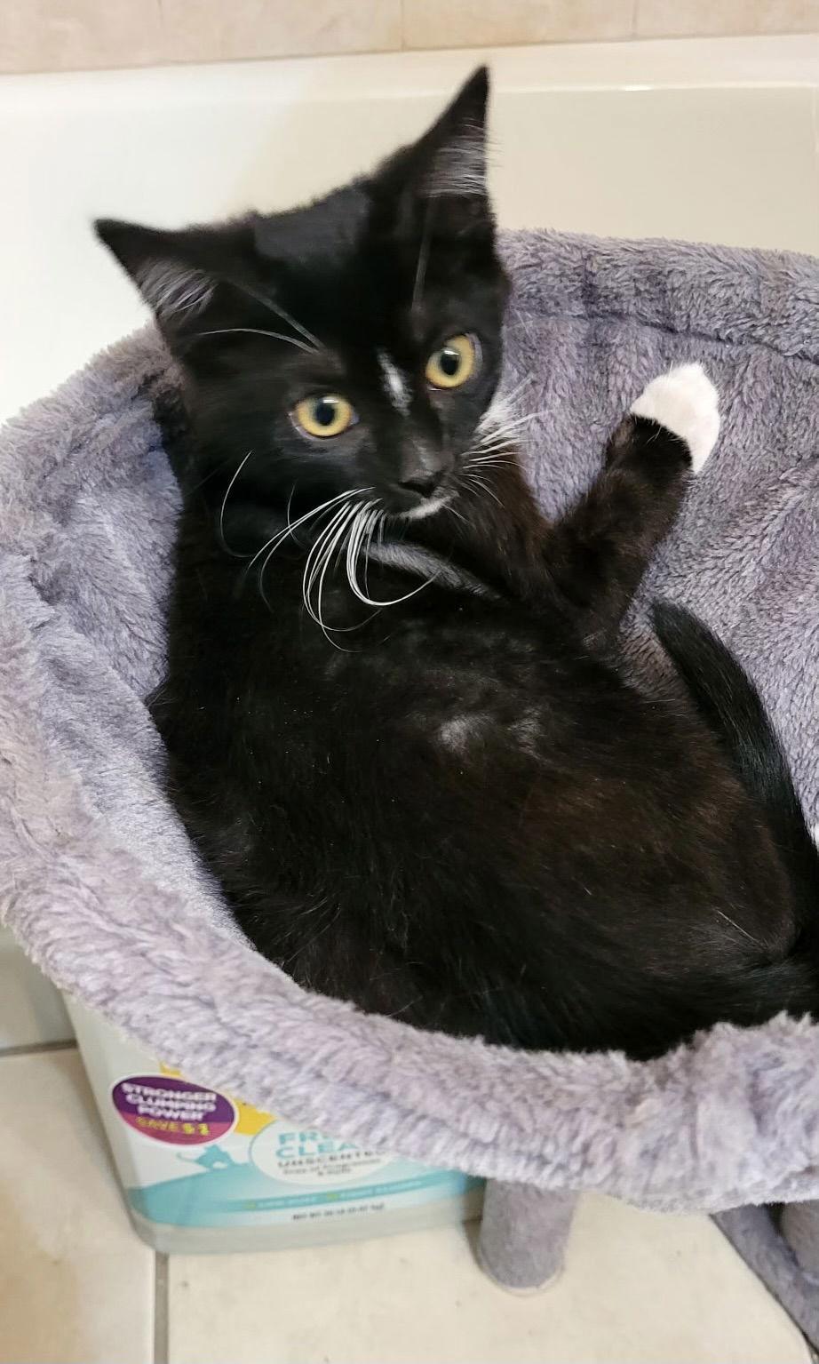 Enlarge Honus, a Adopted Domestic Short Hair in Oviedo, FL image 3/3