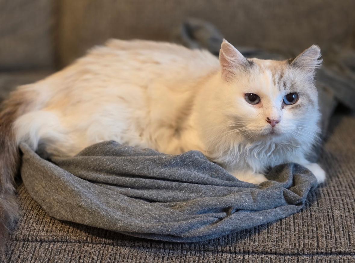 Simba, ADOPTABLE, Adult Male Siamese.