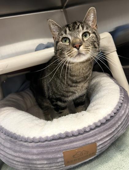 Maze, Adoptable, Adult Male Domestic Short Hair & Domestic Short Hair.