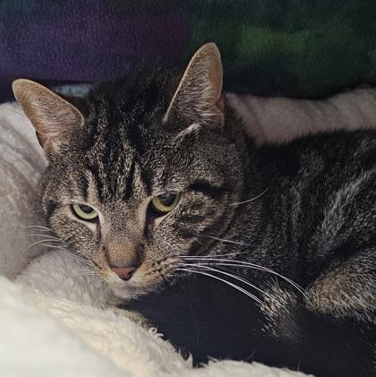 Maze, a Adoptable mixed breed in Scotia, NY image 2/3