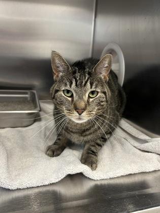 Maze, a Adoptable mixed breed in Scotia, NY image 3/3