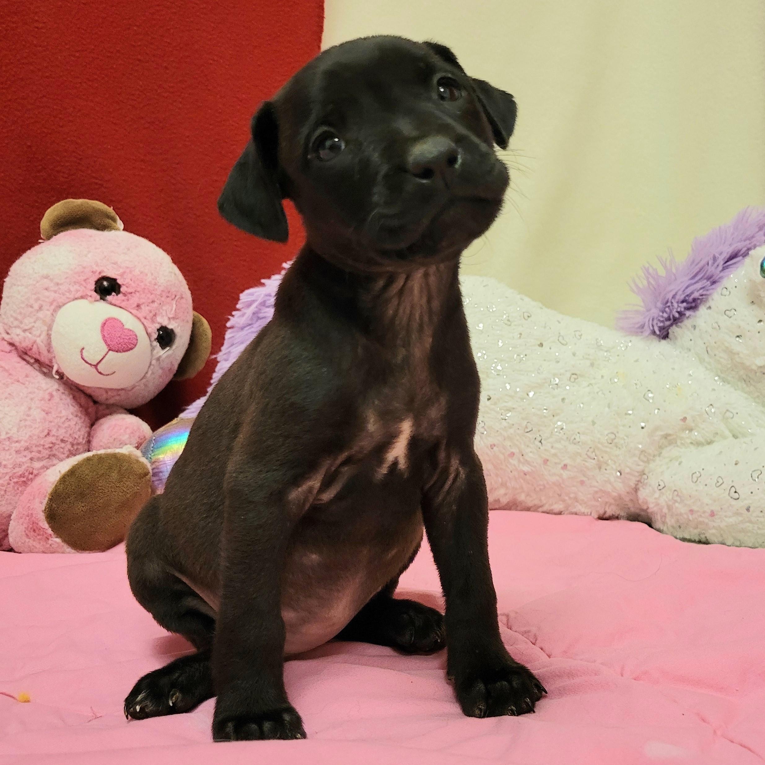 Casi, ADOPTABLE, Young Female Pit Bull Terrier.