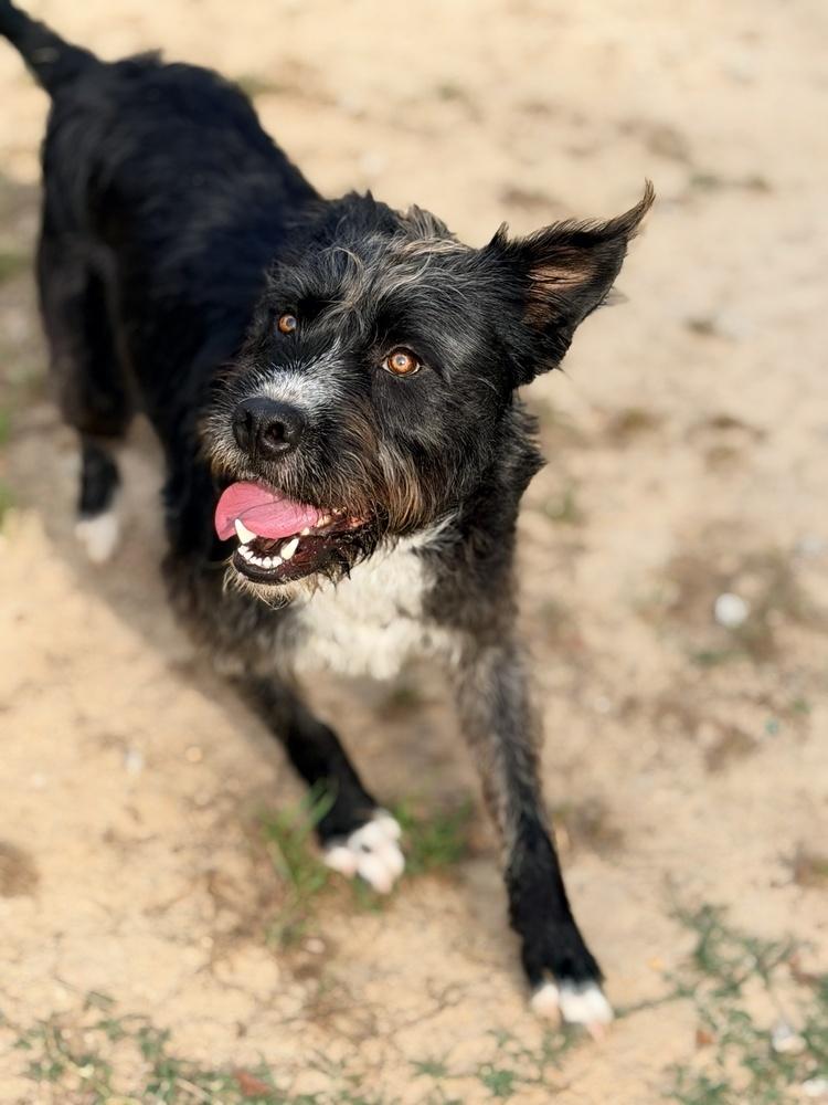 Enlarge Doc, a Adoptable mixed breed in Statesboro, GA image 1/6
