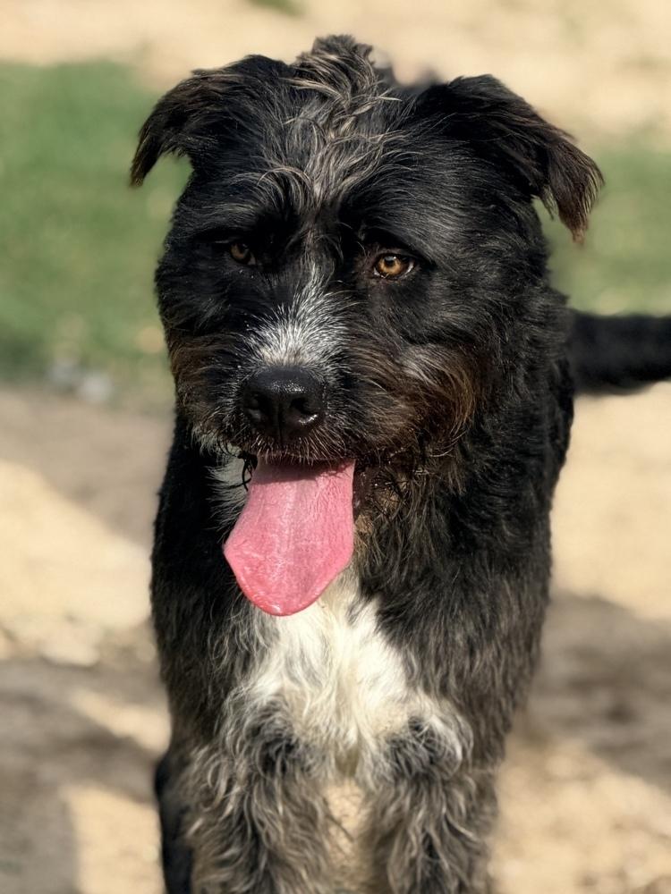 Enlarge Doc, a Adoptable mixed breed in Statesboro, GA image 2/6