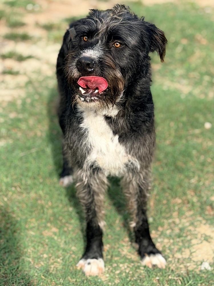 Enlarge Doc, a Adoptable mixed breed in Statesboro, GA image 3/6