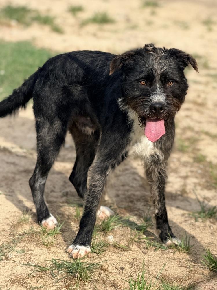 Enlarge Doc, a Adoptable mixed breed in Statesboro, GA image 4/6