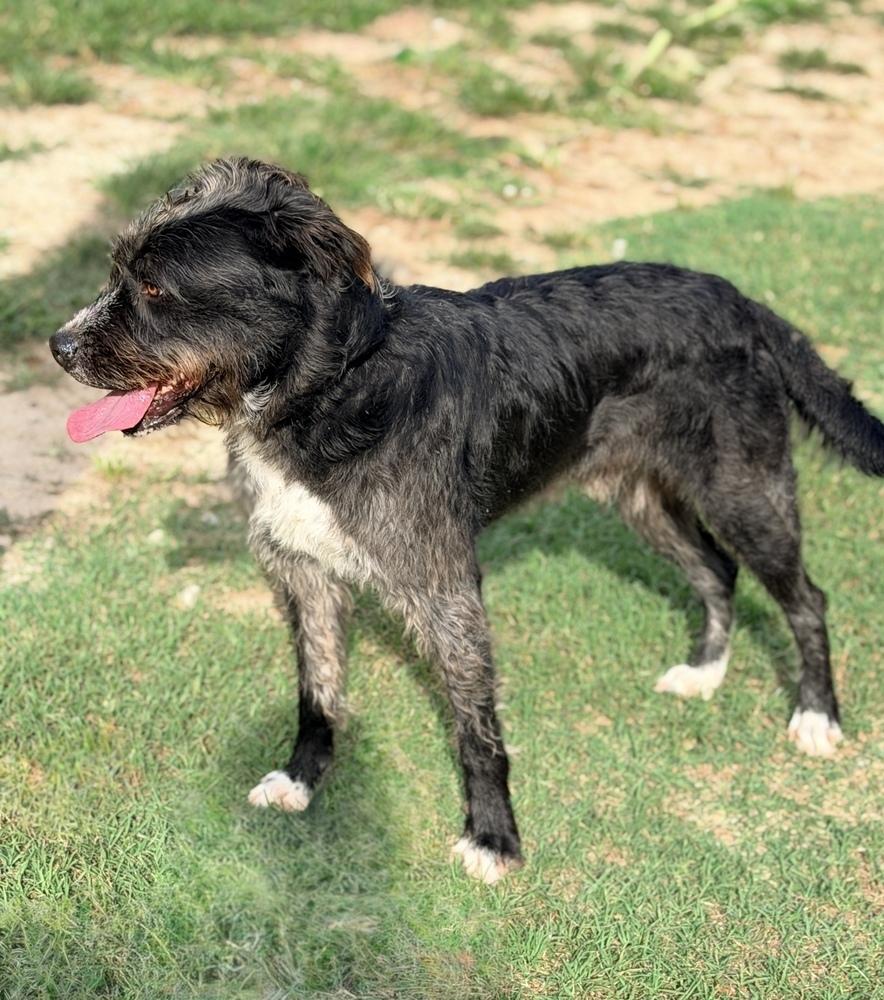 Enlarge Doc, a Adoptable mixed breed in Statesboro, GA image 5/6