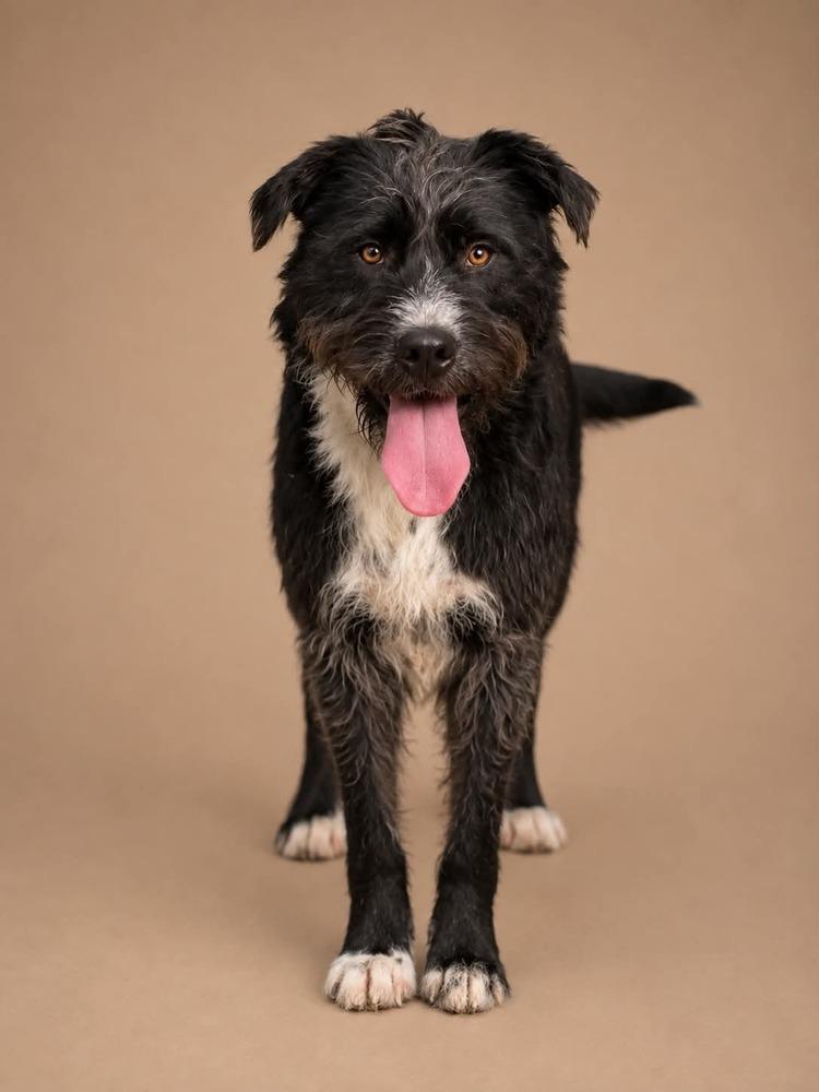 Enlarge Doc, a Adoptable mixed breed in Statesboro, GA image 6/6