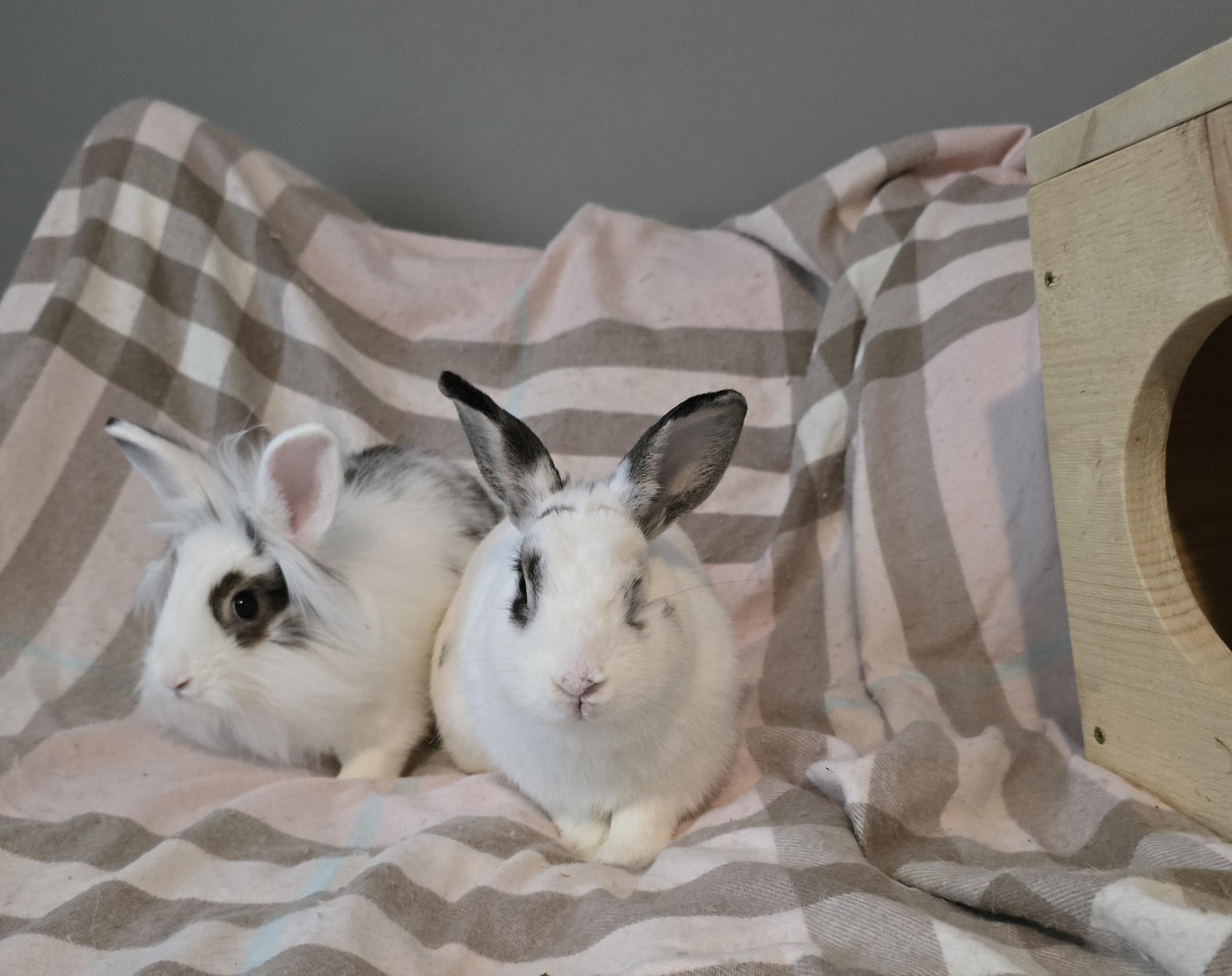 Sadie and Ginny, ADOPTABLE, Young Female Dwarf & Lionhead.