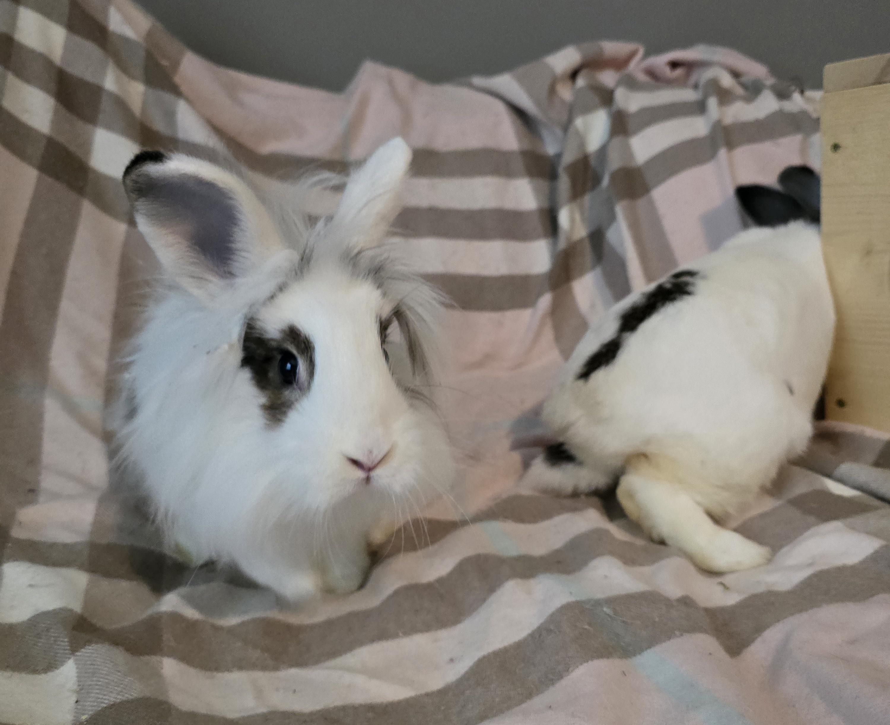 Sadie and Ginny, a ADOPTABLE mixed breed in Knoxville, TN image 3/6