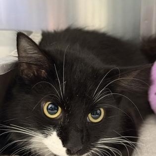 Enlarge Starburst , an adopted Domestic Medium Hair in Worcester, MA image 1/1