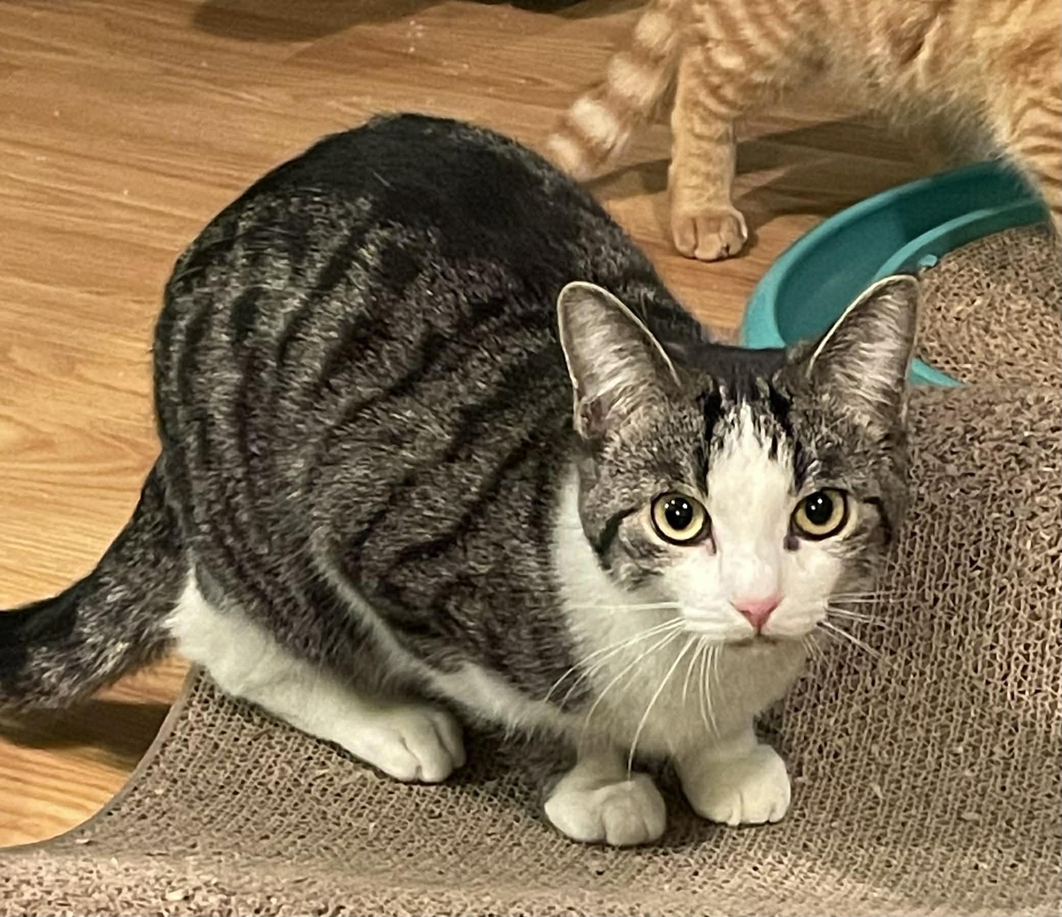 Enlarge Dolly - A Sweet Cuddle Queen!, an adoptable Domestic Short Hair in Hamilton, ON image 2/2