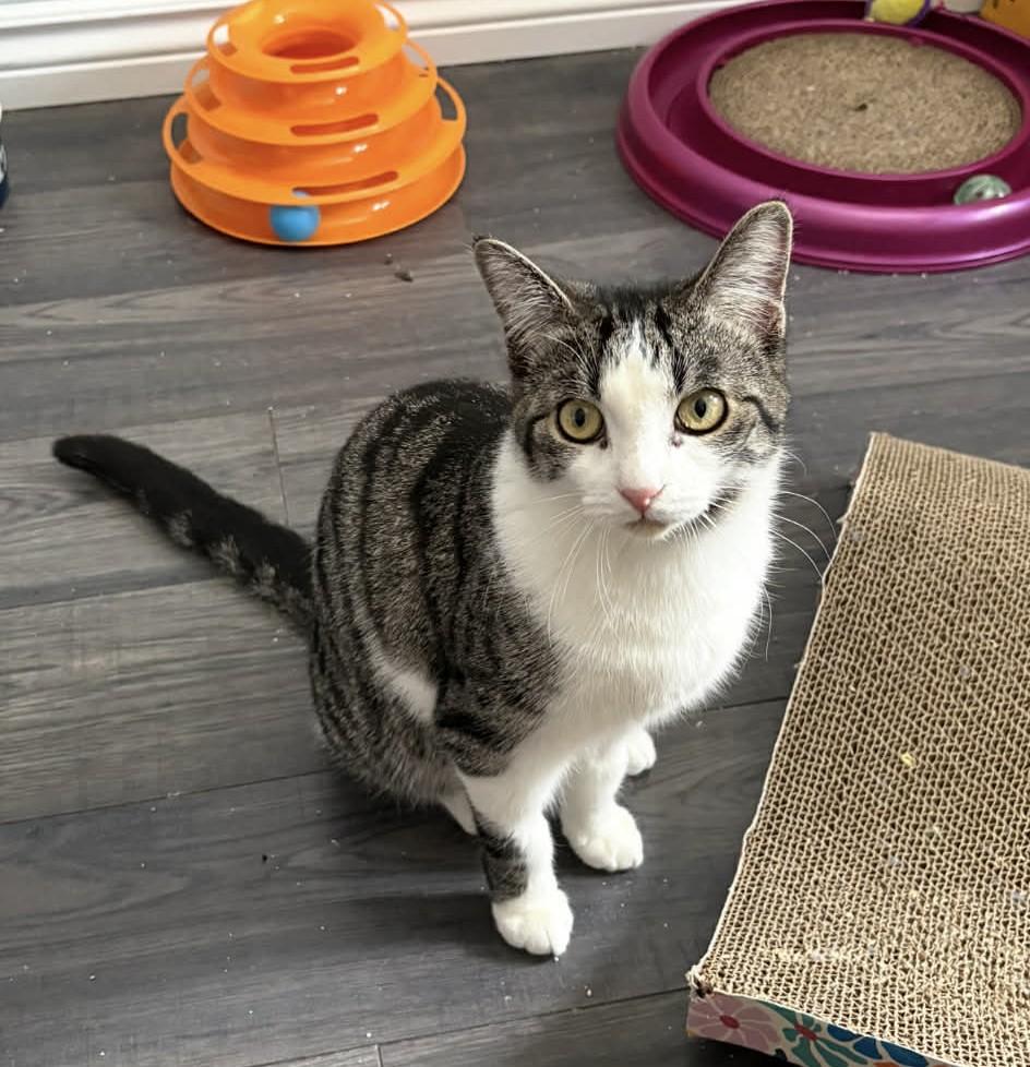 Enlarge Dolly - A Sweet Cuddle Queen!, an adoptable Domestic Short Hair in Hamilton, ON image 1/2