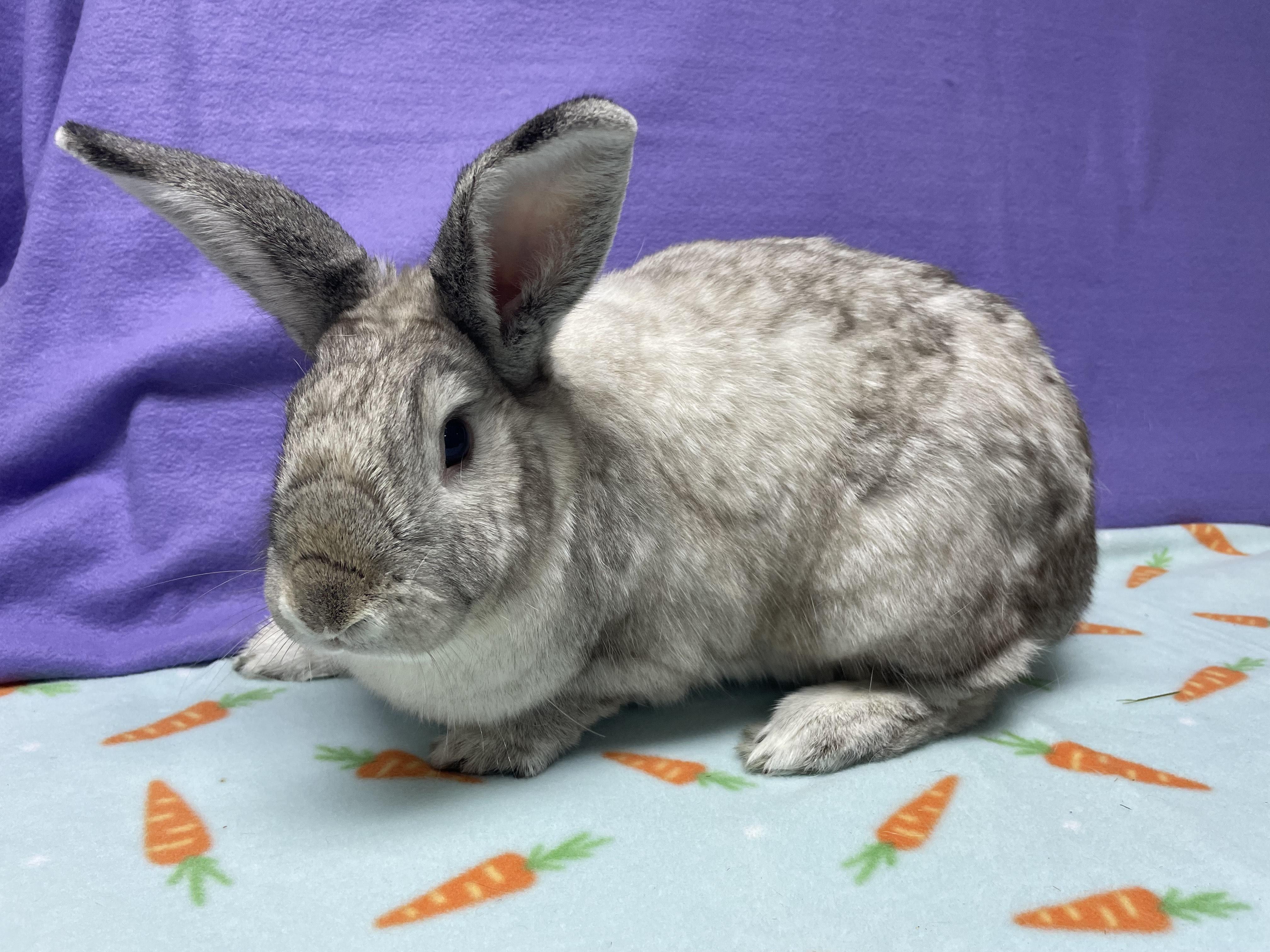 Frederick, a Adoptable Bunny Rabbit in Harrisburg, PA image 1/3