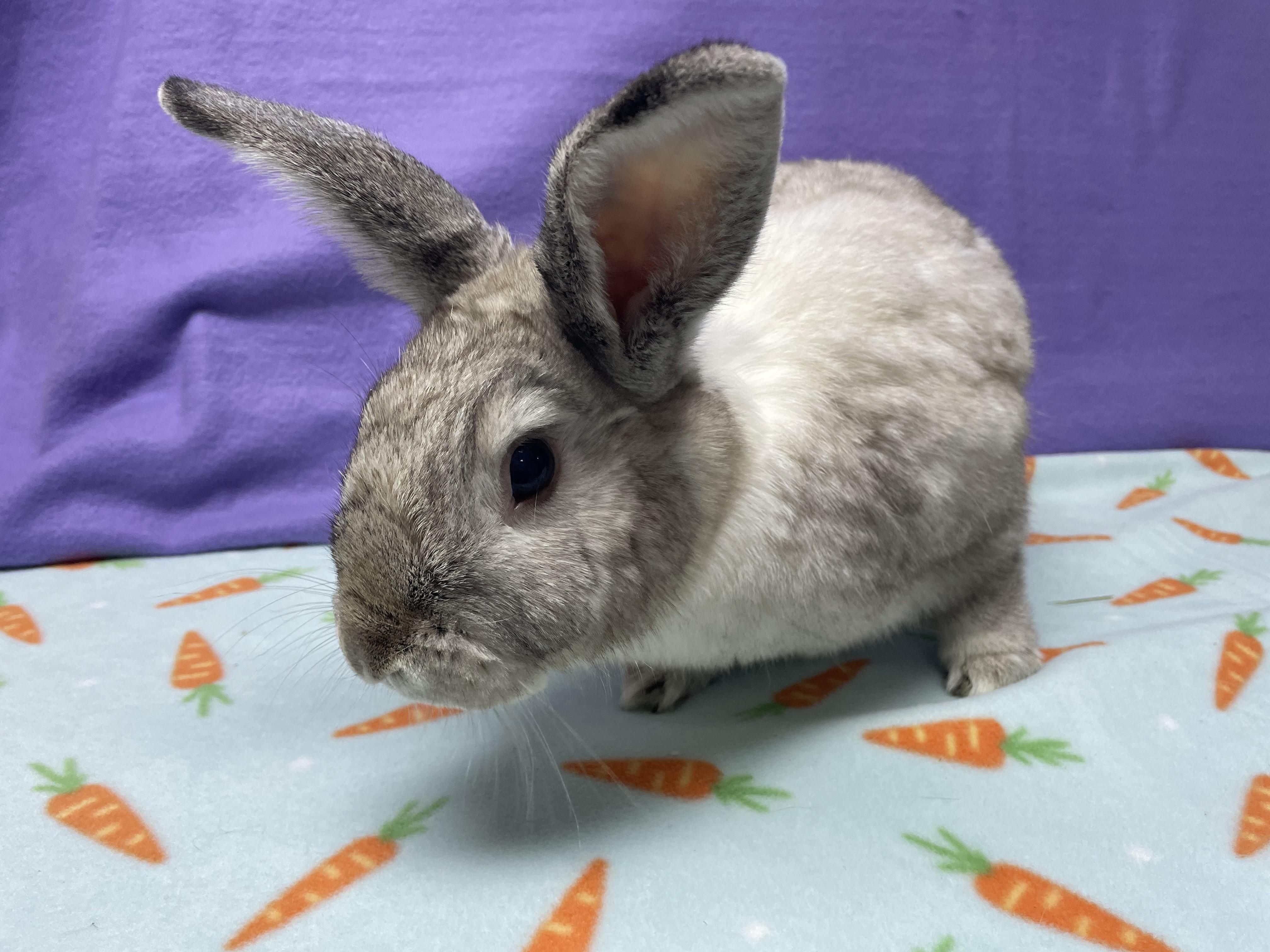 Frederick, a Adoptable Bunny Rabbit in Harrisburg, PA image 2/3