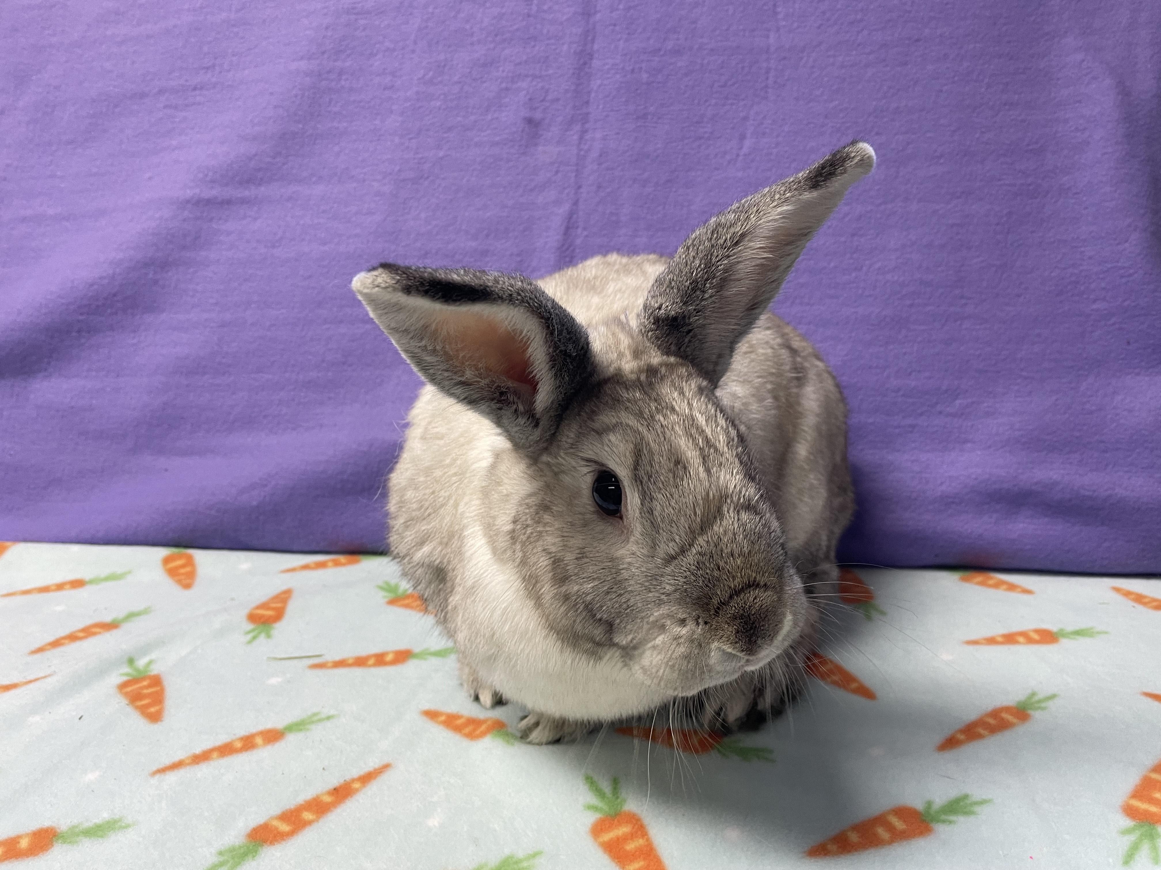 Frederick, a Adoptable Bunny Rabbit in Harrisburg, PA image 3/3