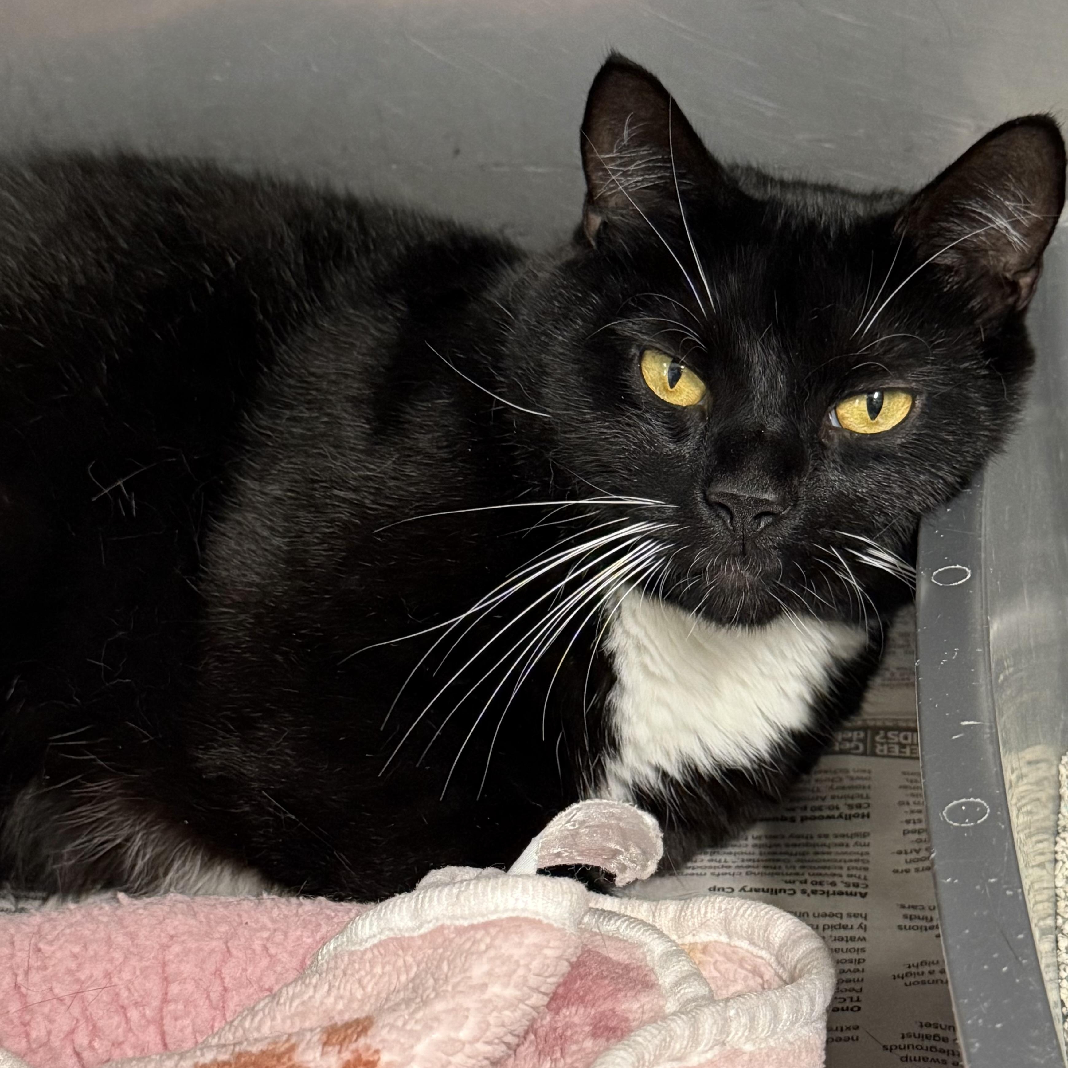 Poe, a ADOPTABLE Domestic Short Hair in Exeter, RI image 1/3