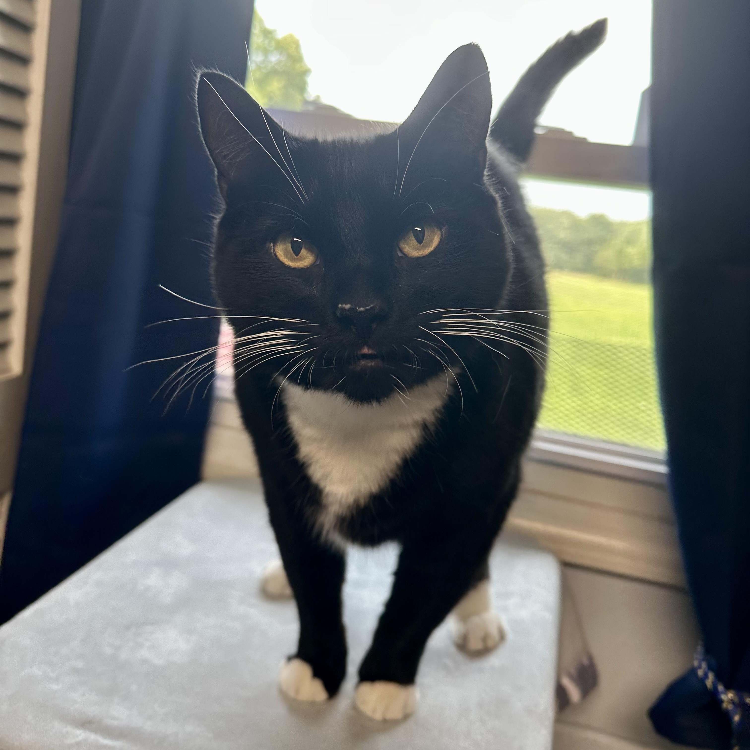 Enlarge Poe, a ADOPTABLE Domestic Short Hair in Exeter, RI image 1/2