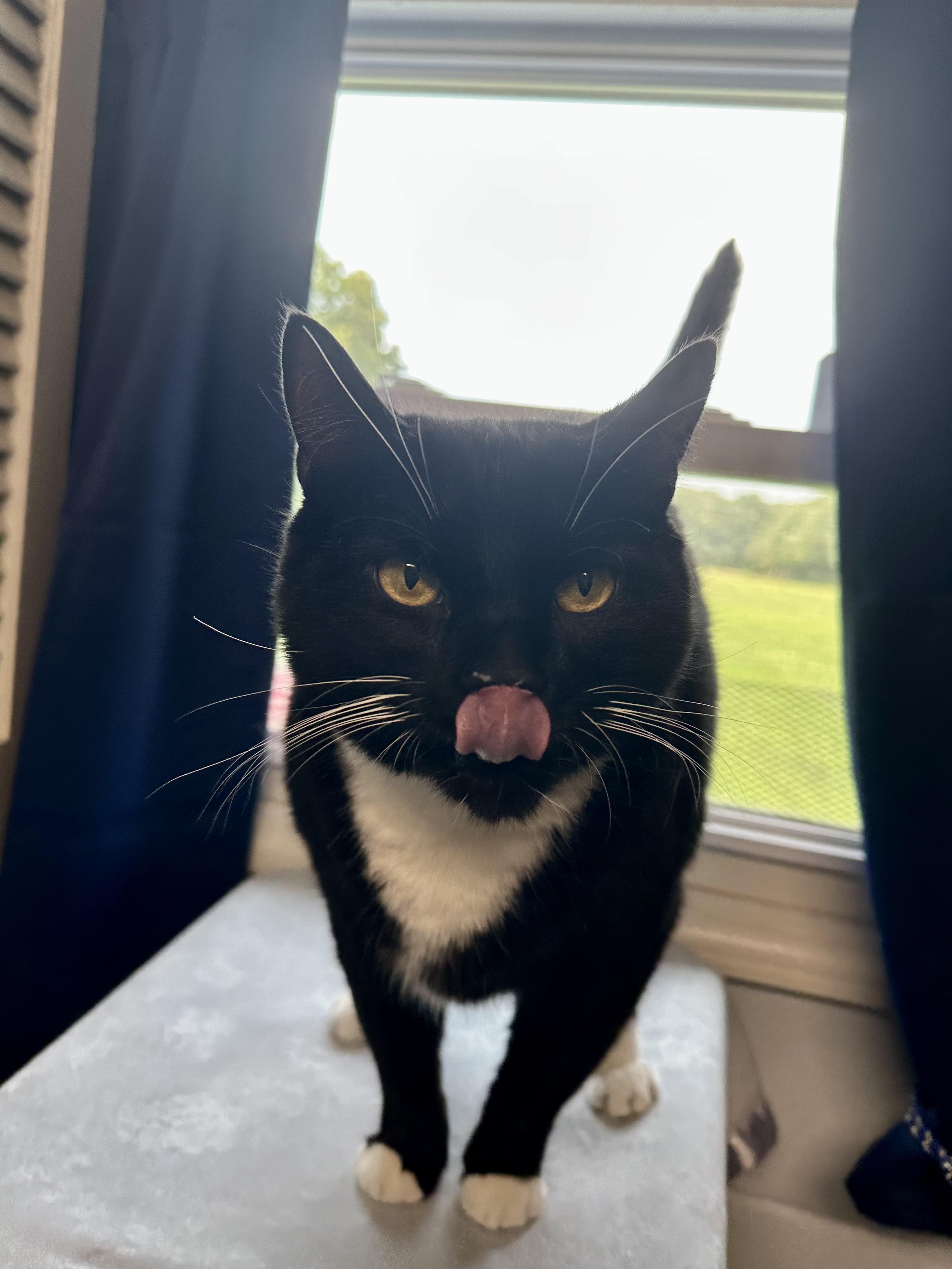 Enlarge Poe, a ADOPTABLE Domestic Short Hair in Exeter, RI image 2/2