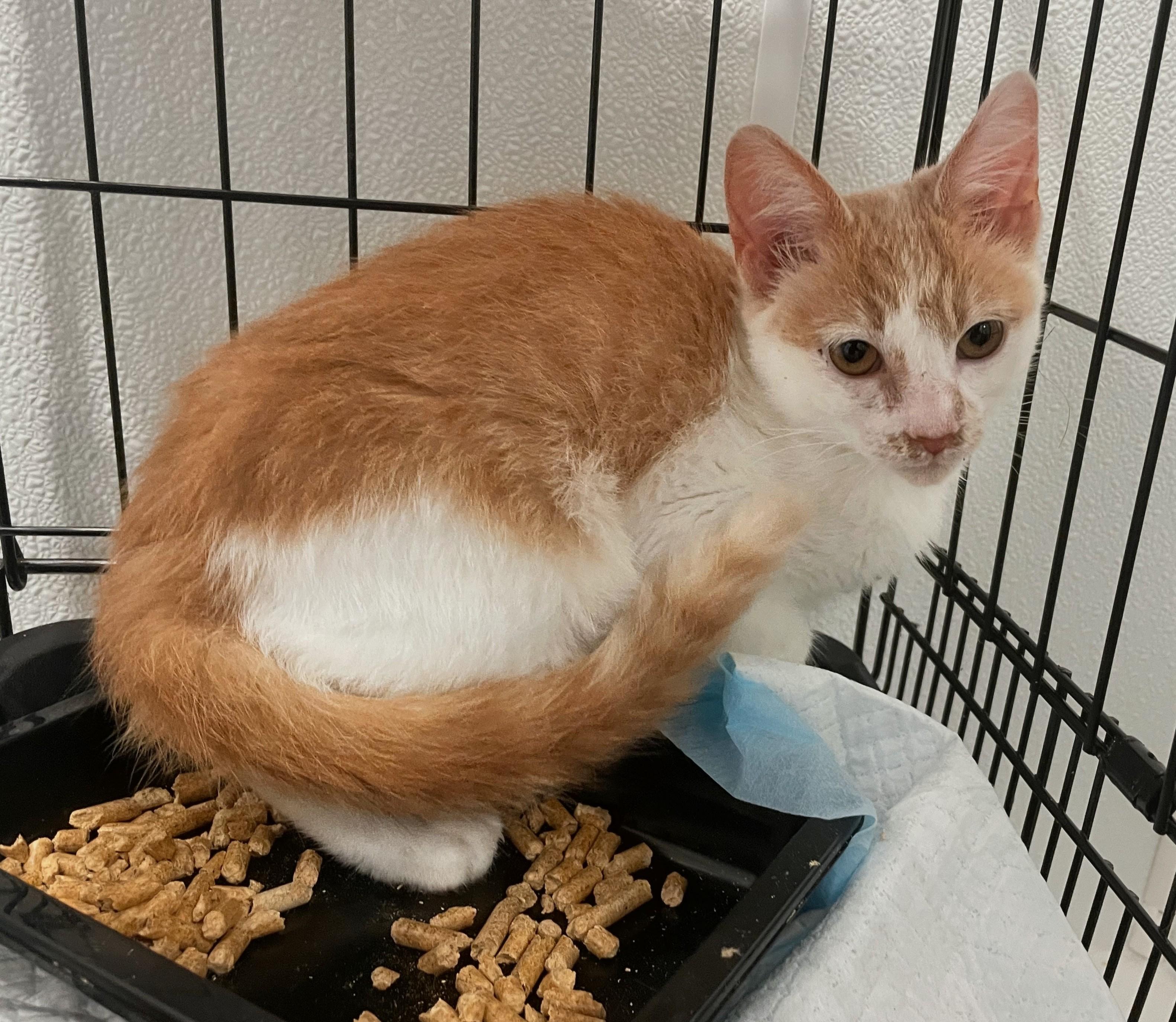 Carter, ADOPTABLE, Young Male Tabby & Domestic Short Hair.