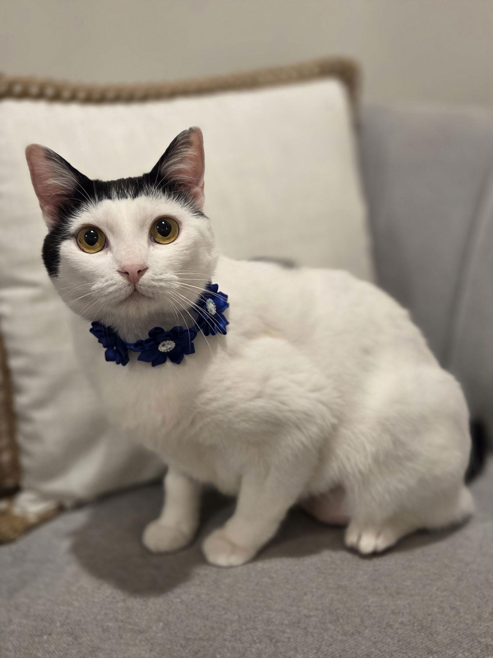 Barbara, a Adoptable Domestic Short Hair in Attalla, AL image 3/3